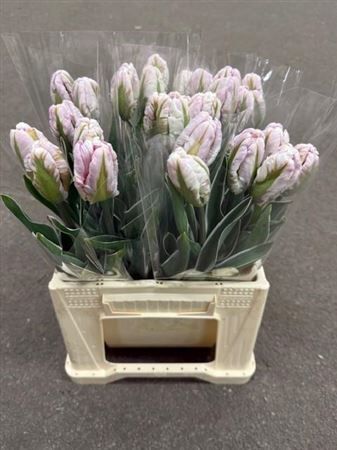 Tu Pa Silver Parrot Design