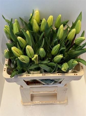 Tu En Lavender Magic