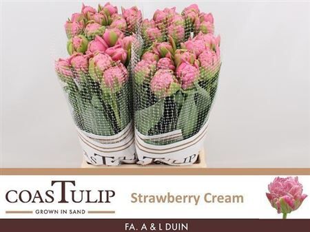 Tu Du Strawberry Cream