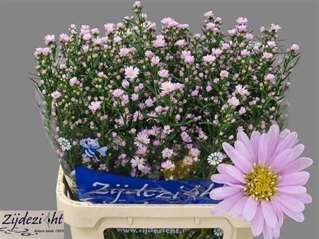 Aster Claudia