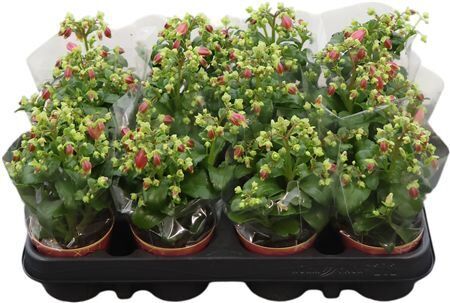 Kalanchoe Dream Bells Potcover