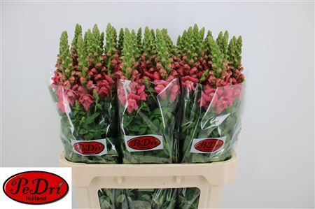 Antir Cool Rose