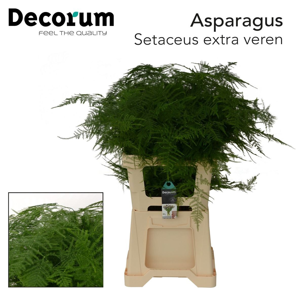 Asp Set Extra Veren | Greenflor