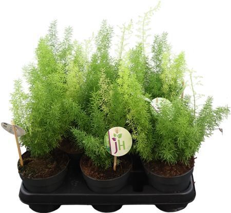 Asparagus Meyeri