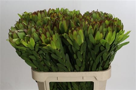 Leucad Safari Goldstrike