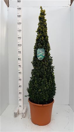 Buxu Semp Piramide 150cm Xl