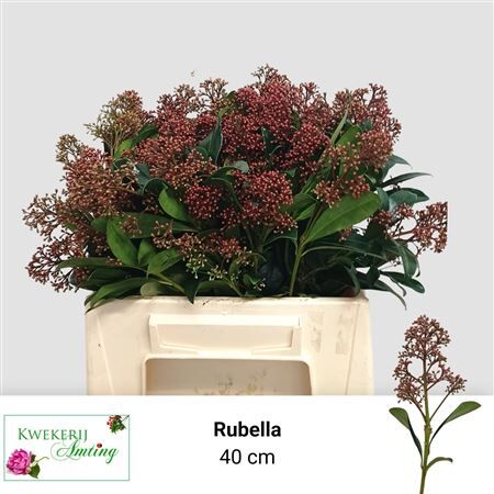 Skimmia J Rubella Bs