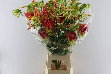 Gloriosa Southern Wind