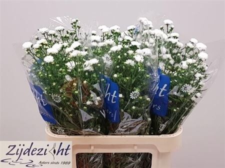 Aster Cassy