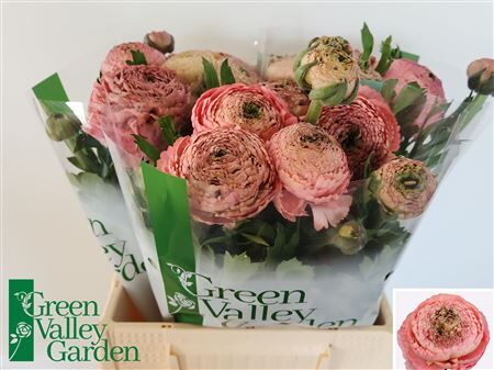 Ran Aazur Antique Rose