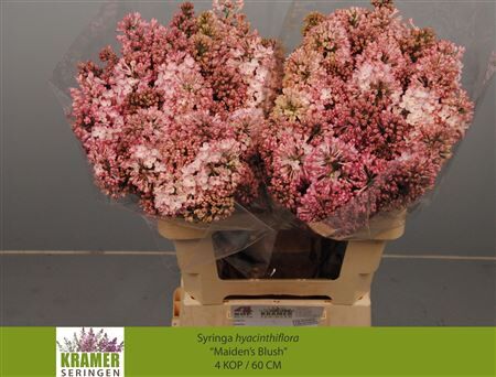 Syr Hy Maidens Blush