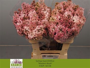 Syr Hy Maidens Blush