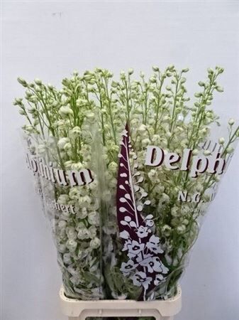 Delph Du Dewi Rocket