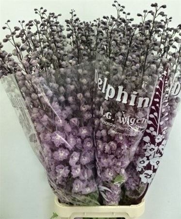 Delph Du Dew Flaming