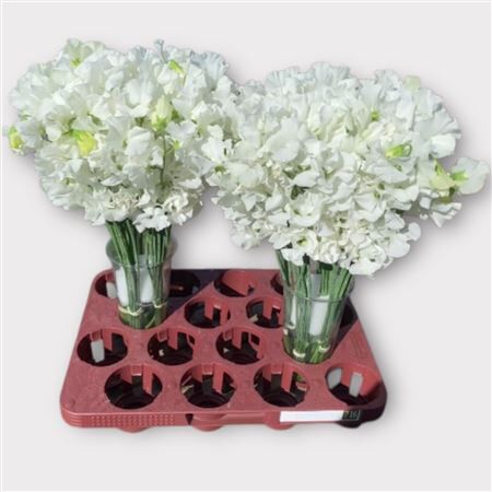 Lathyr Wi Sunshine White