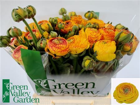 Ran Aazur Orange Str