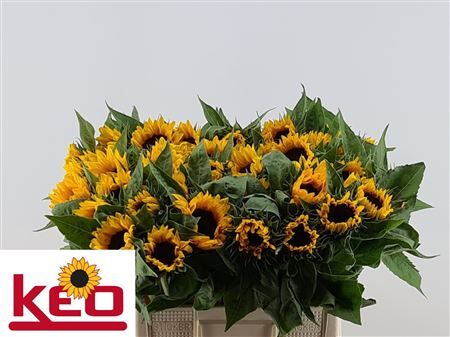 Helianthus Sunrich Orange