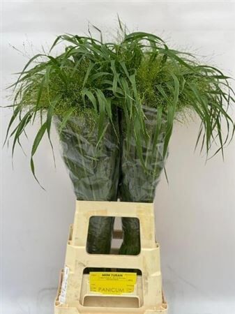 Siergras Panic Vi Fontaine