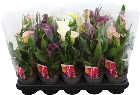 Zant Gemengd 2+ Potcover Tst