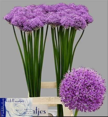 Allium Gladiator
