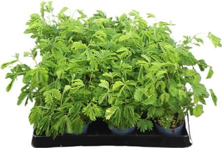 Mimosa Pudica