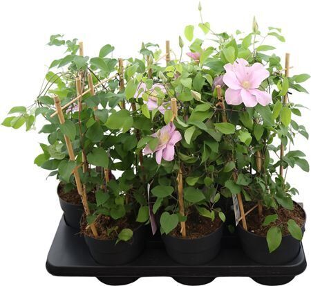 Clematis Boulevard Pink