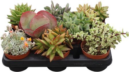 Succ Gemengd