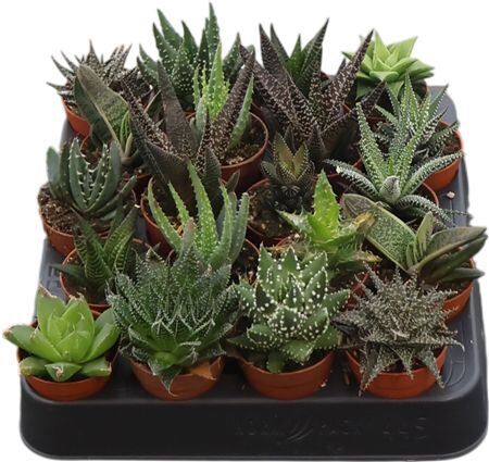Aloe Haworthia Gemengd