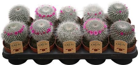 Mammillaria Ernesti