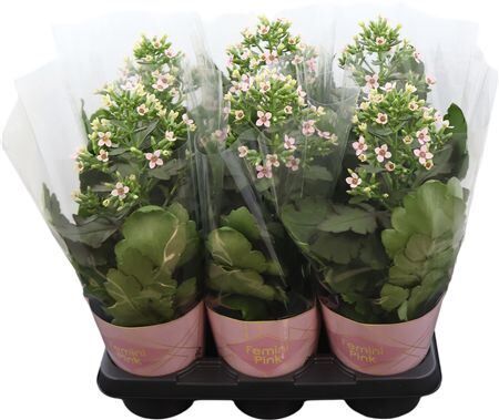 Kalanchoe Femini Pink Potcover