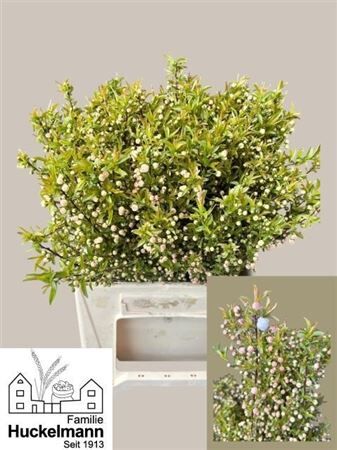 Prunus Gland Vertakt