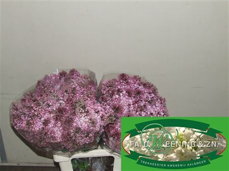 Syr Hy Maidens Blush