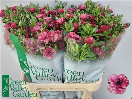 Ran Co Mag Raspberry