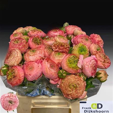 Ran Aazur Antique Rose