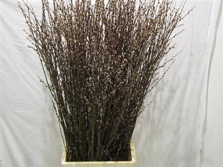 Salix Wilgenkatjes