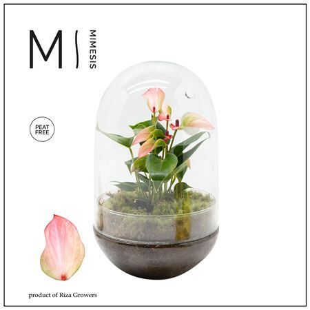 Anthu An Hotlips Terrarium Egg