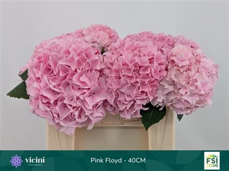 Hydr M Mag Pink Floyd