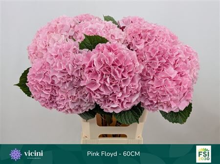 Hydr M Mag Pink Floyd