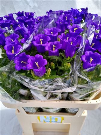 Camp M Champion Blue