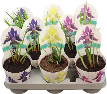 Iris Sibirica Gemengd Potcover