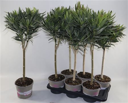 Nerium Oleander Stam