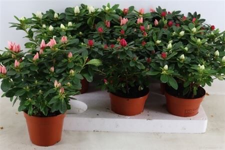 Rhodo Si Gemengd