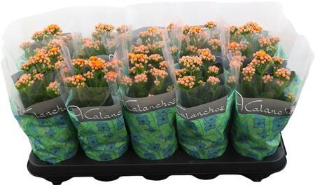 Kalan Gev Oranje