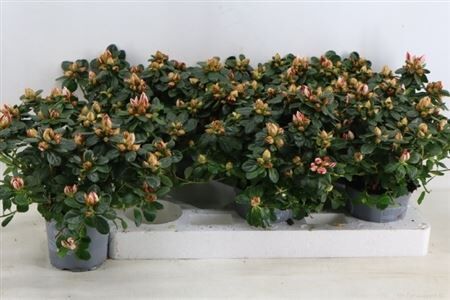 Rhodo Si Sachsenstern