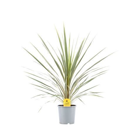 Cord Aus Variegata