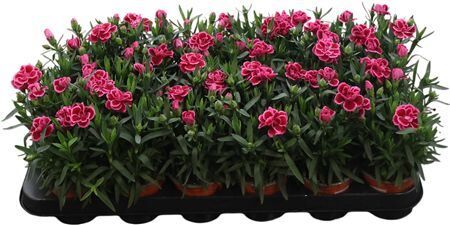 Dianthus Osc Purple Wing