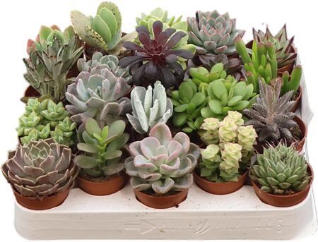 Succ Gemengd