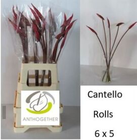 Anth A Cantello Rolls