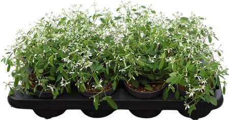 Euphorbia Hypericifolia White