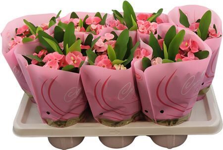 Euphorbia Milii Charlotte